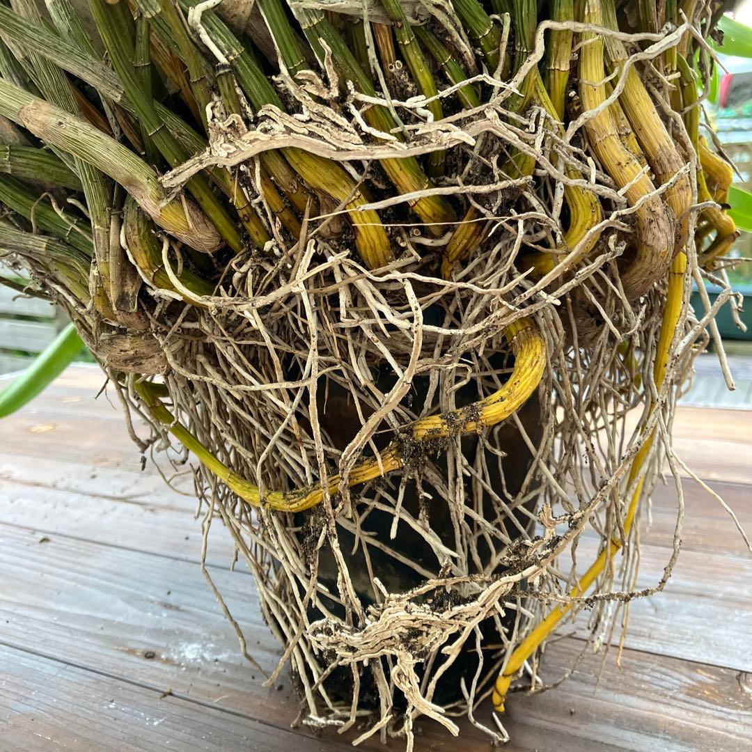 ギンギアナムまとめ売り