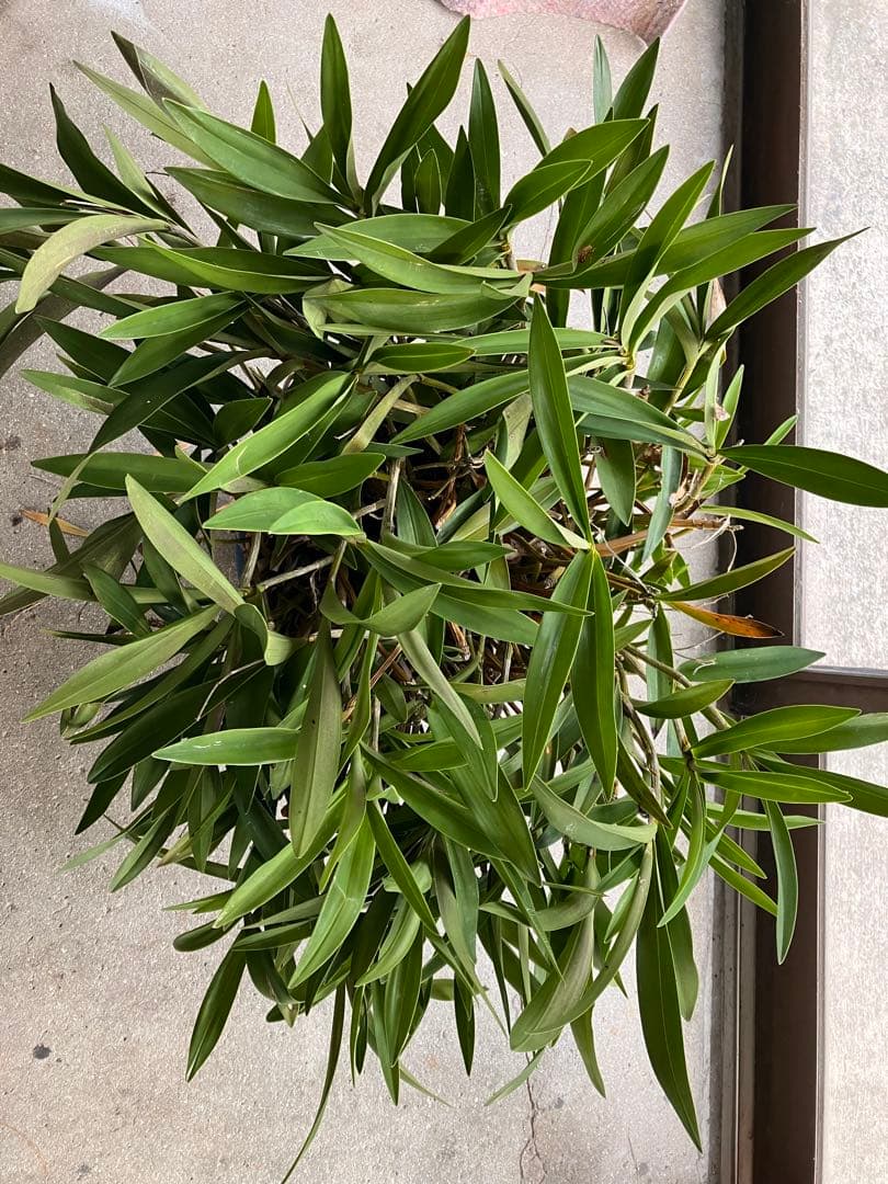 ギンギアナムまとめ売り