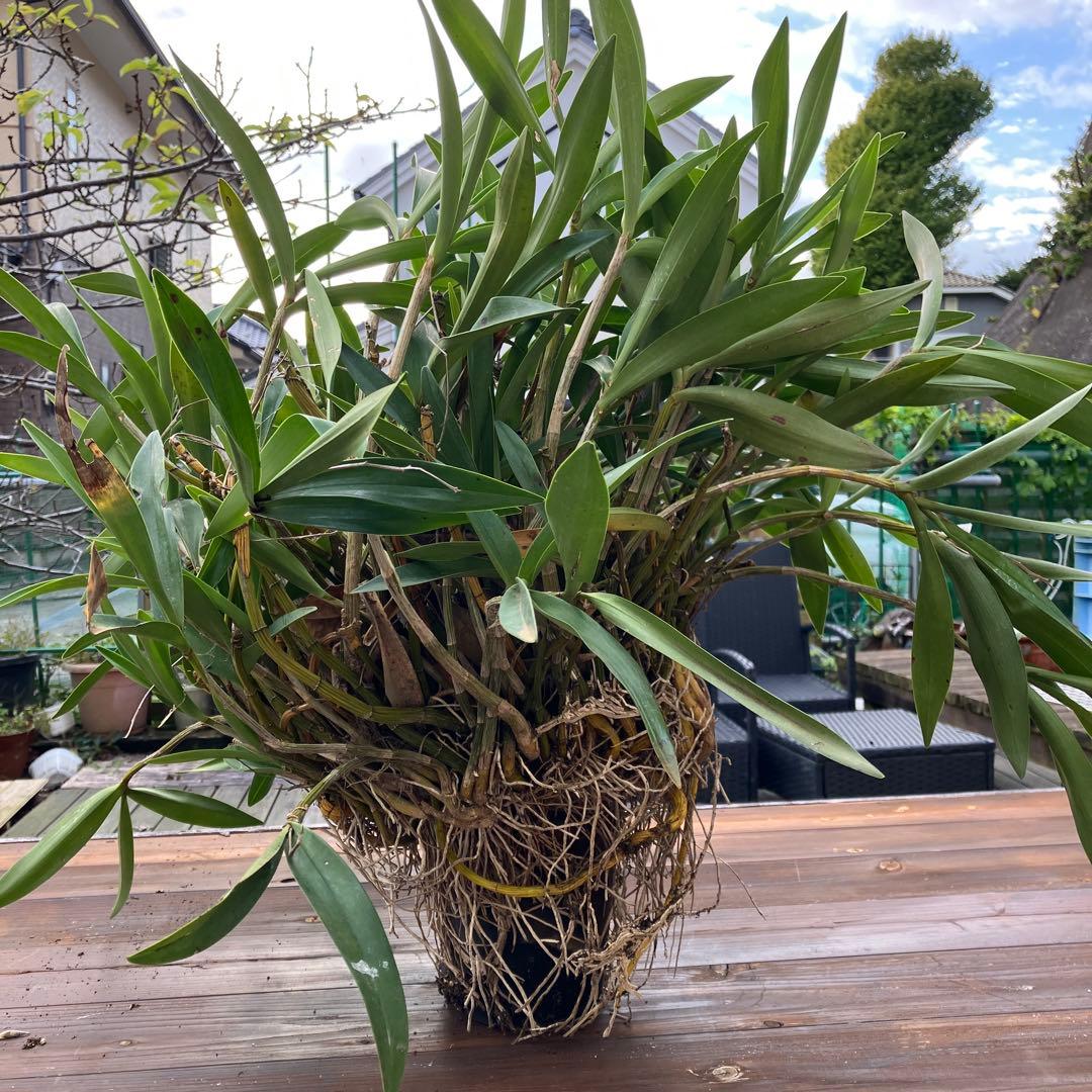 ギンギアナムまとめ売り