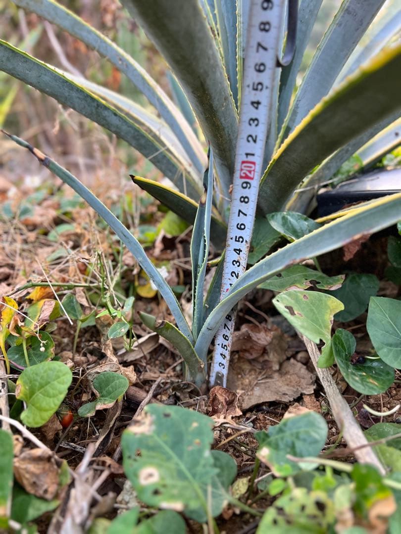 テキラーナサンライズ テキーラ斑入り 抜き苗