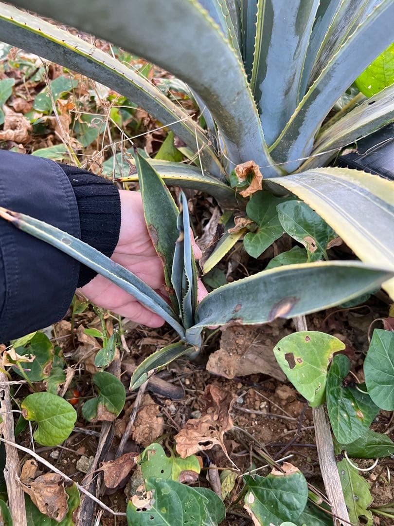 テキラーナサンライズ テキーラ斑入り 抜き苗