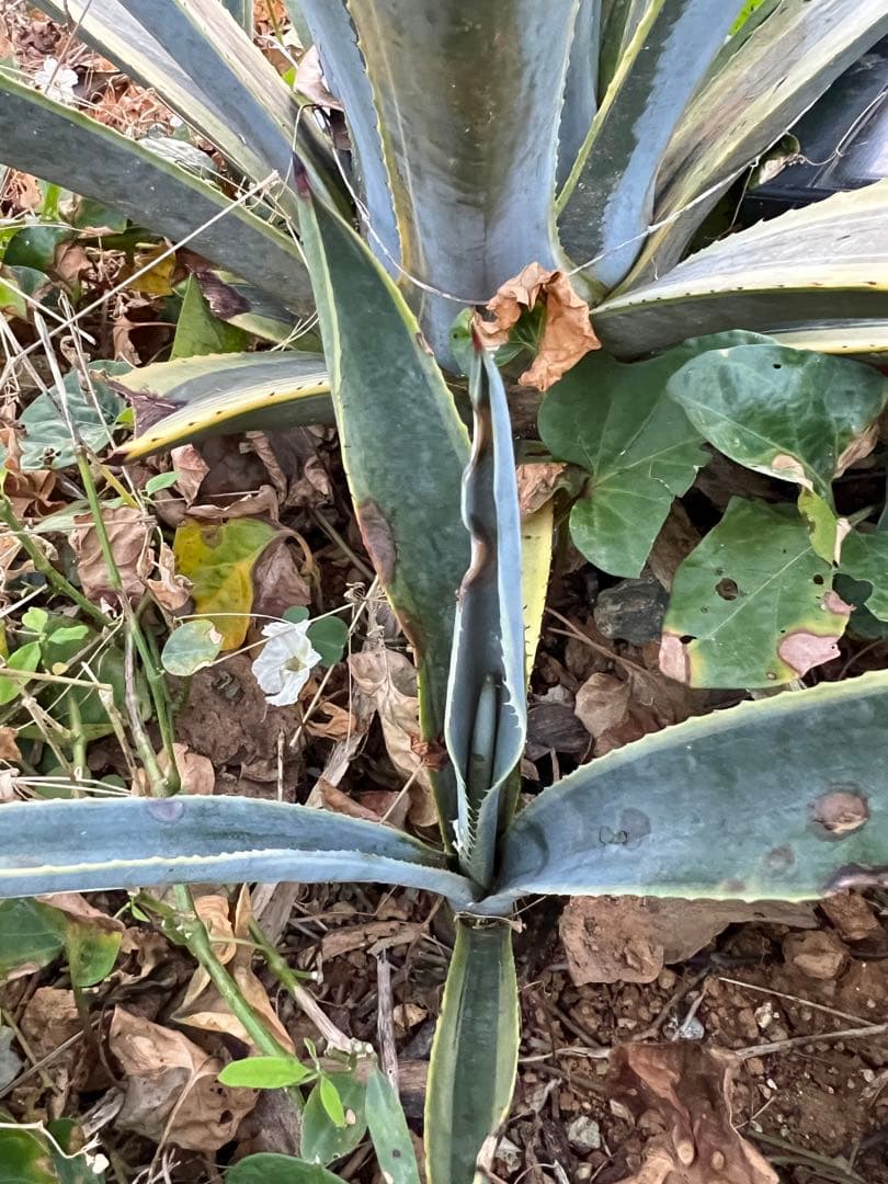 テキラーナサンライズ テキーラ斑入り 抜き苗