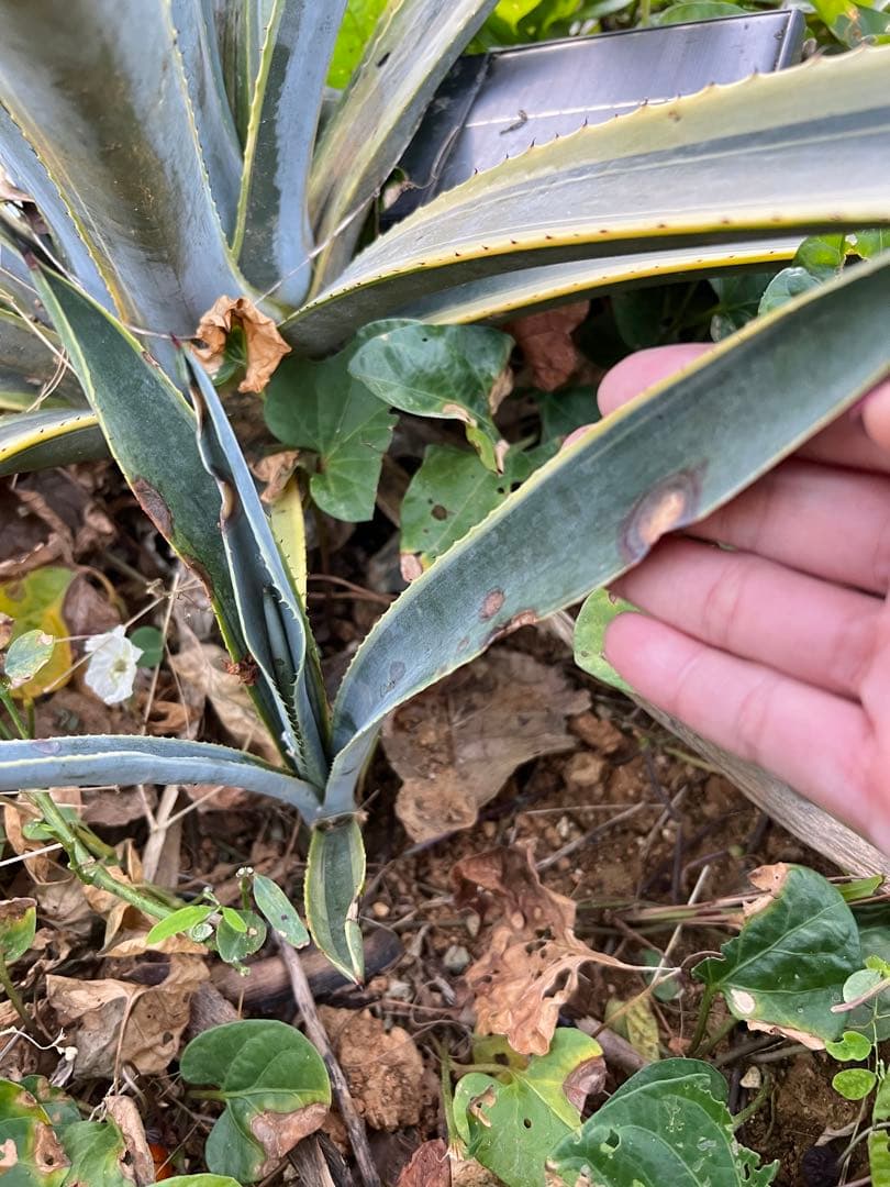 テキラーナサンライズ テキーラ斑入り 抜き苗