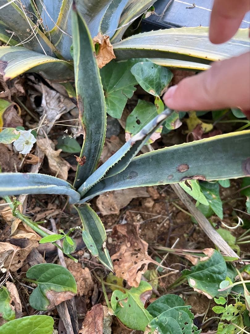 テキラーナサンライズ テキーラ斑入り 抜き苗