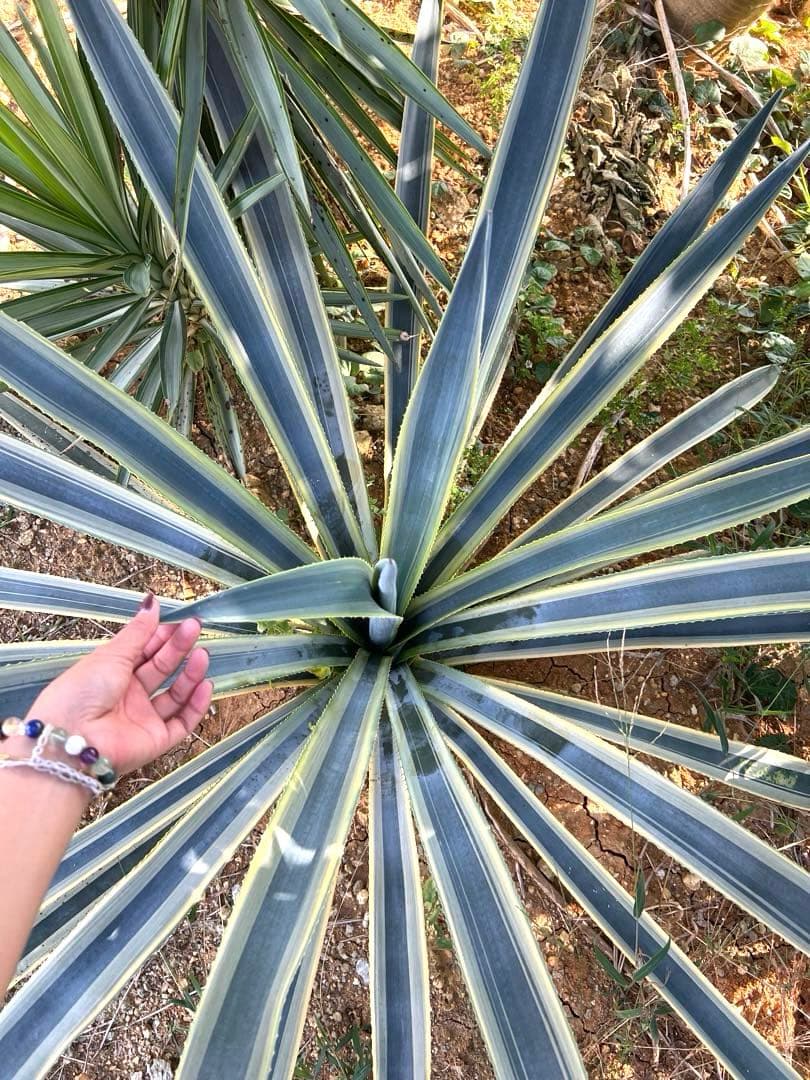 テキラーナサンライズ テキーラ斑入り 抜き苗