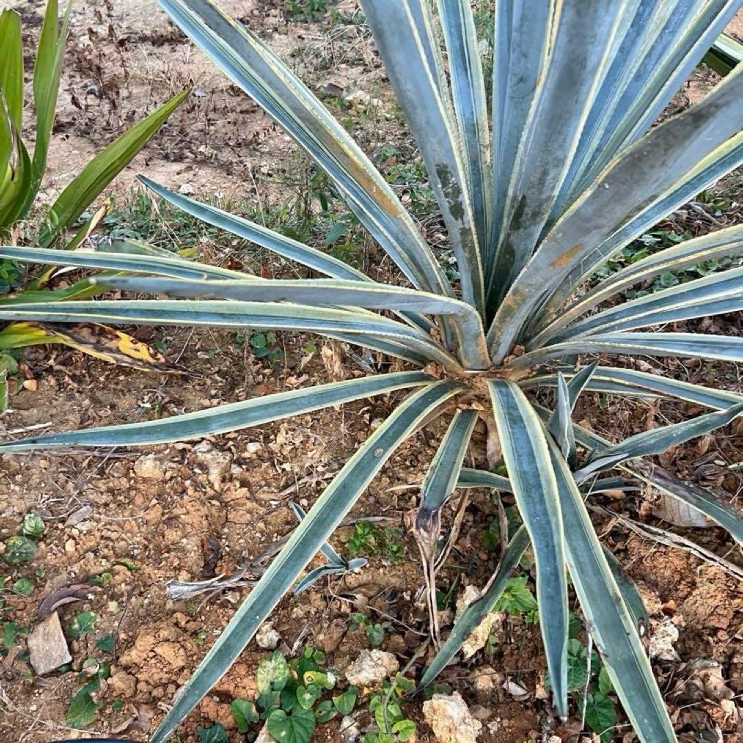 テキラーナサンライズ テキーラ斑入り 抜き苗