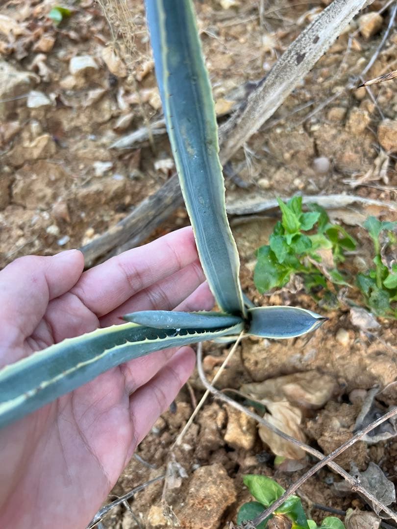 テキラーナサンライズ テキーラ斑入り 抜き苗