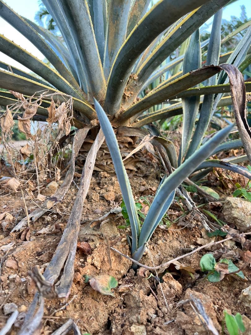 テキラーナサンライズ テキーラ斑入り 抜き苗