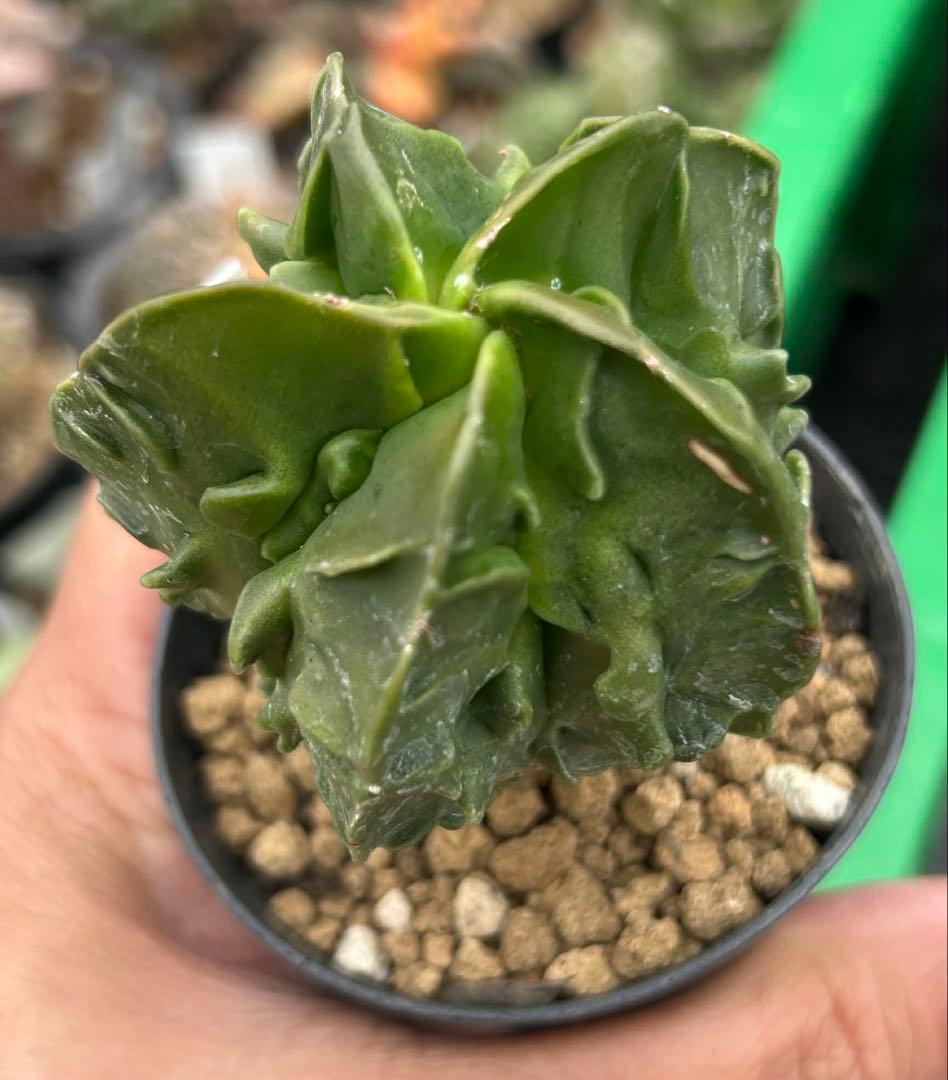 BS011 アストロフィツム・複隆鸞鳳玉