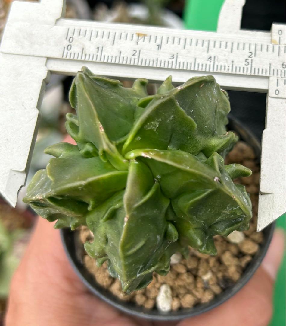 BS011 アストロフィツム・複隆鸞鳳玉