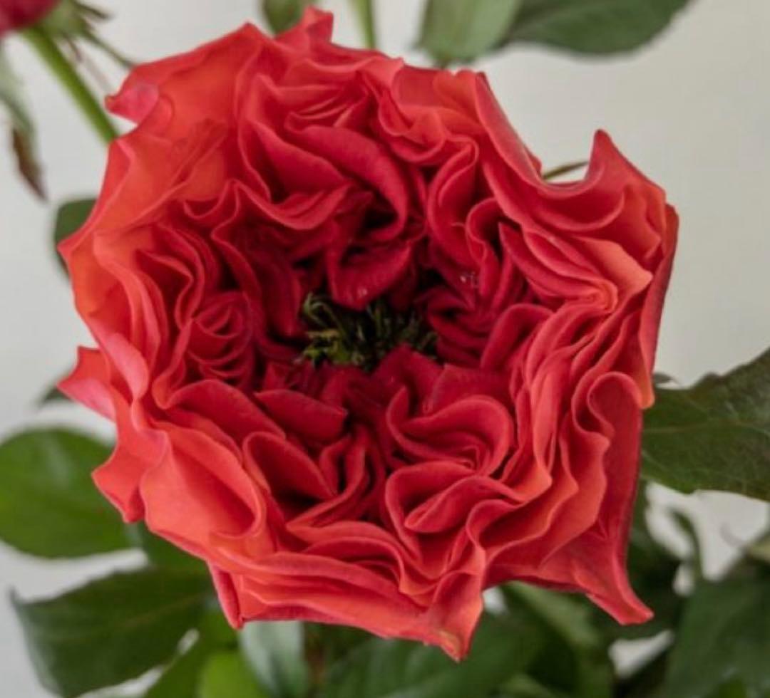 バラ苗　激レア切花品種　接木苗　カンパネラホットピン❤︎