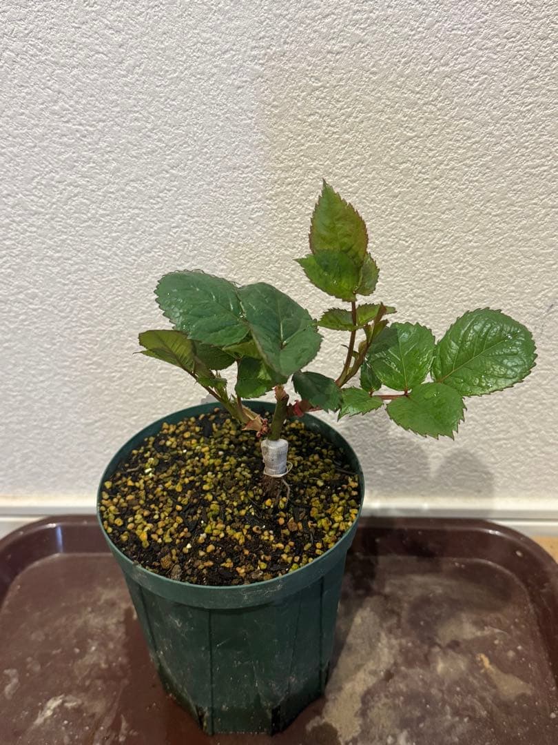 バラ苗　激レア切花品種　接木苗　カンパネラホットピン❤︎