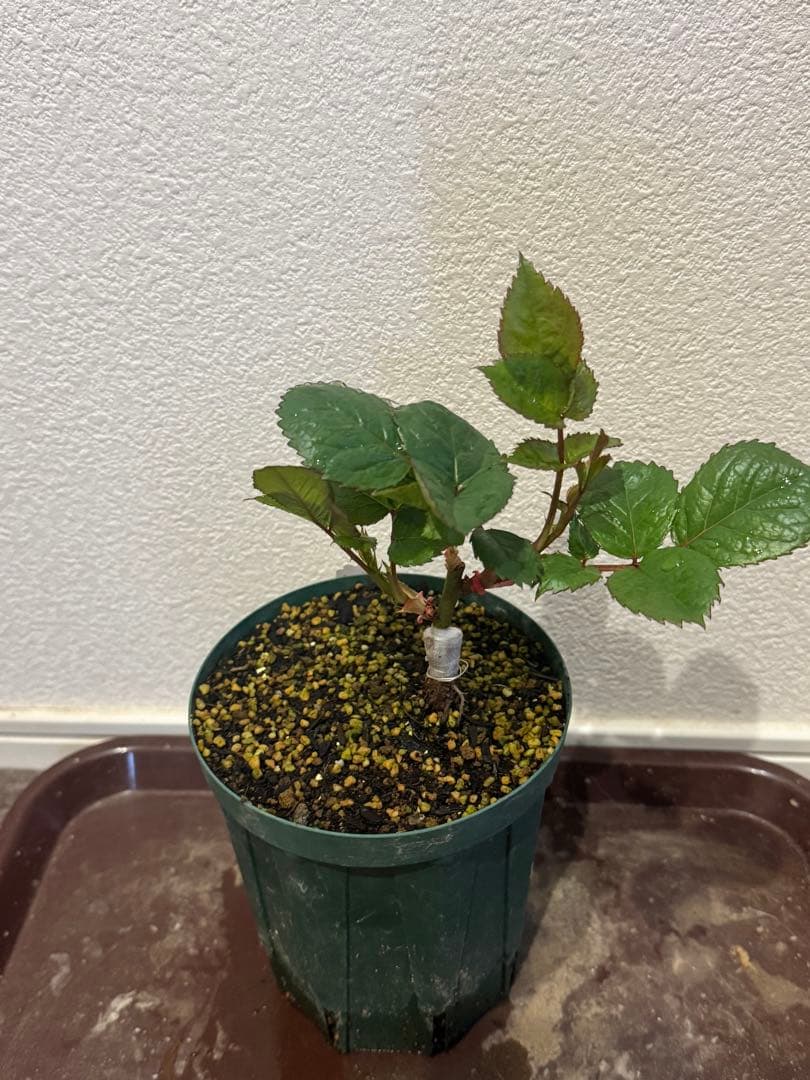 バラ苗　激レア切花品種　接木苗　カンパネラホットピン❤︎