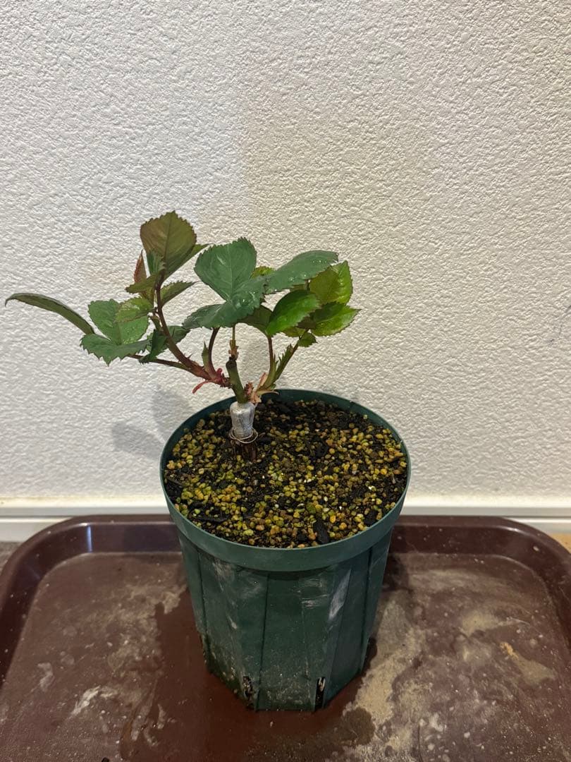 バラ苗　激レア切花品種　接木苗　カンパネラホットピン❤︎