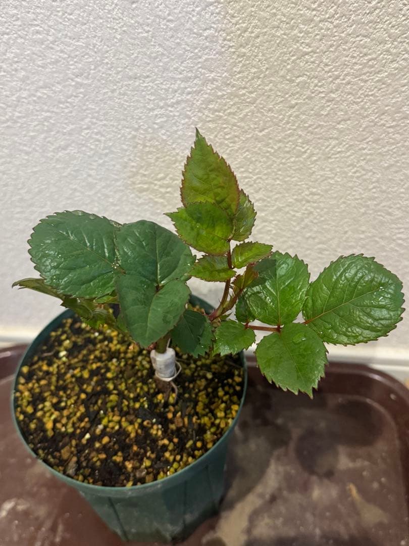 バラ苗　激レア切花品種　接木苗　カンパネラホットピン❤︎