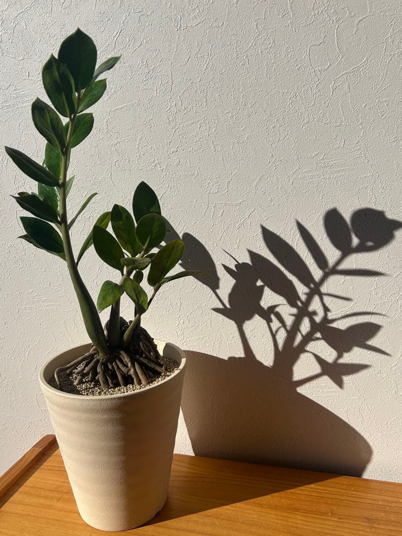 特大　ザミオクルカス sp. 鉢のまま発送　塊根　コーデックス