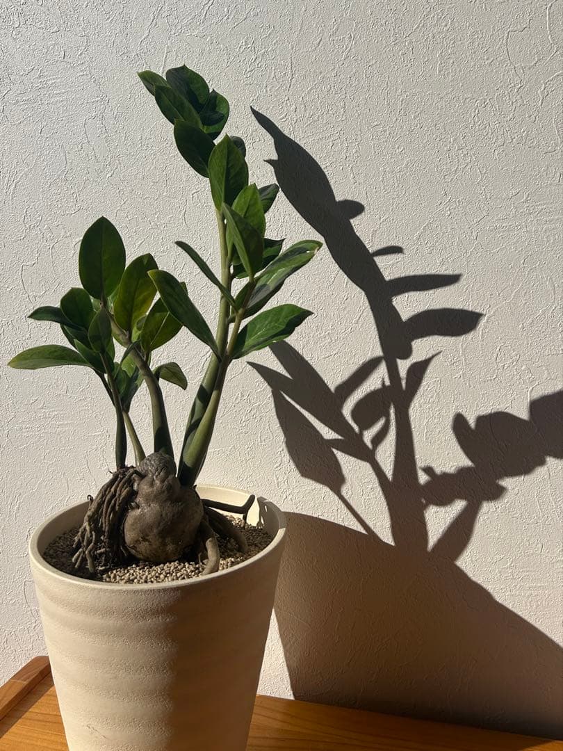 特大　ザミオクルカス sp. 鉢のまま発送　塊根　コーデックス