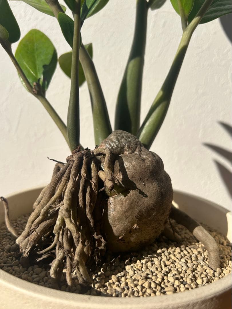 特大　ザミオクルカス sp. 鉢のまま発送　塊根　コーデックス