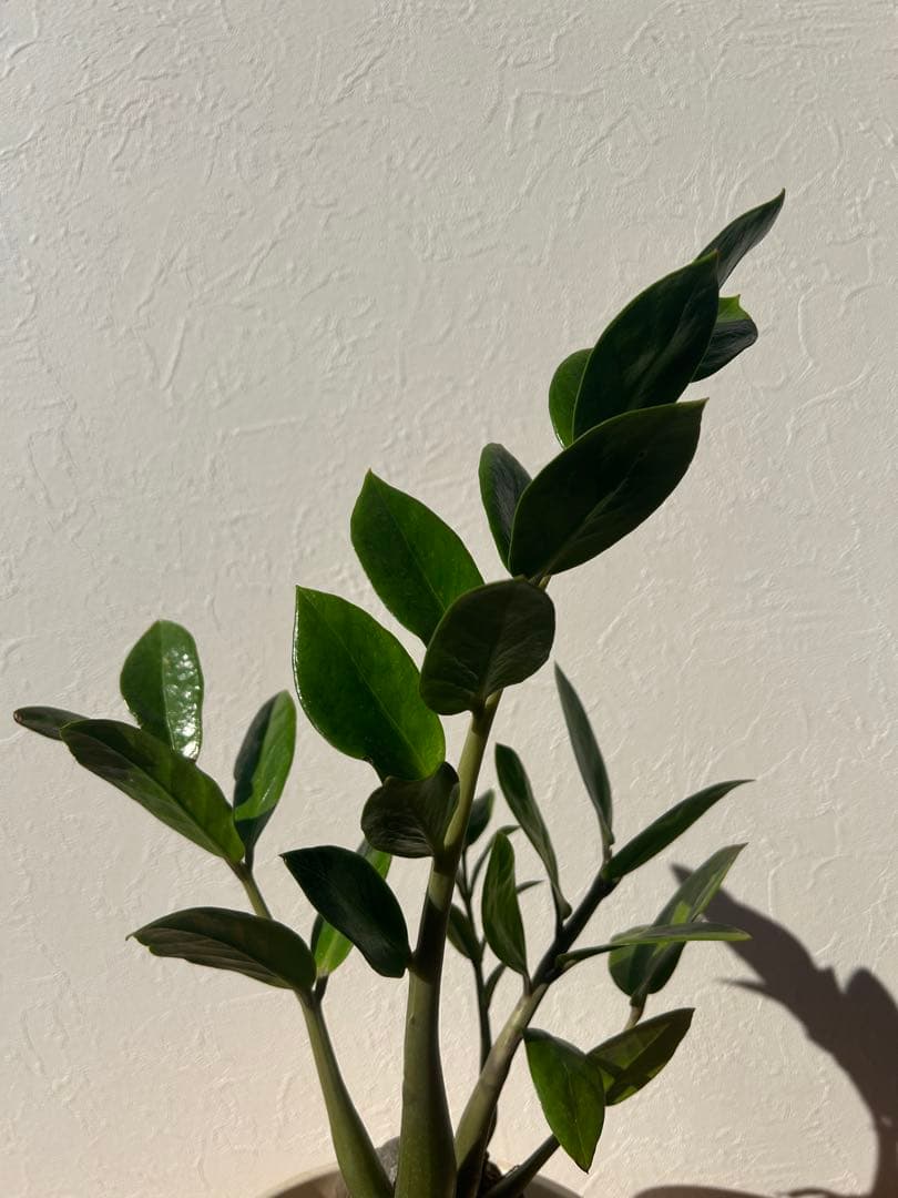 特大　ザミオクルカス sp. 鉢のまま発送　塊根　コーデックス