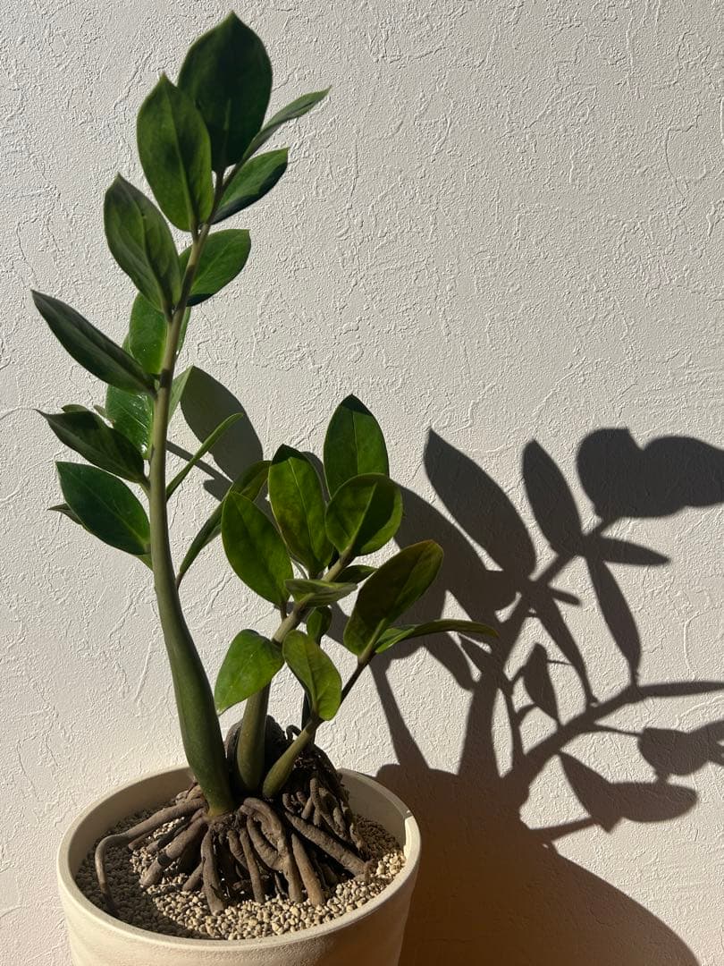 特大　ザミオクルカス sp. 鉢のまま発送　塊根　コーデックス