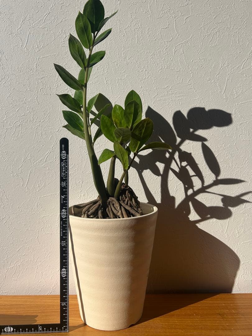 特大　ザミオクルカス sp. 鉢のまま発送　塊根　コーデックス