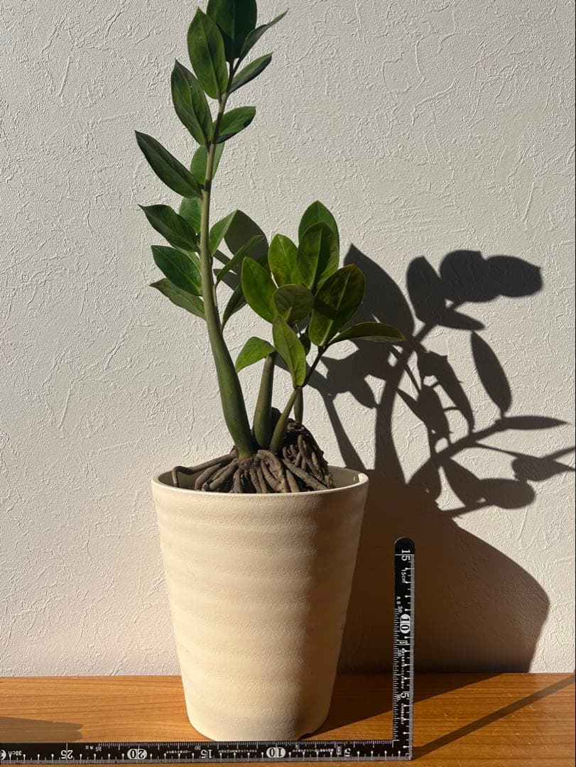 特大　ザミオクルカス sp. 鉢のまま発送　塊根　コーデックス