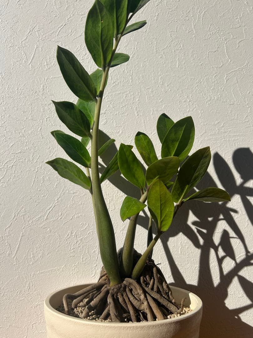 特大　ザミオクルカス sp. 鉢のまま発送　塊根　コーデックス