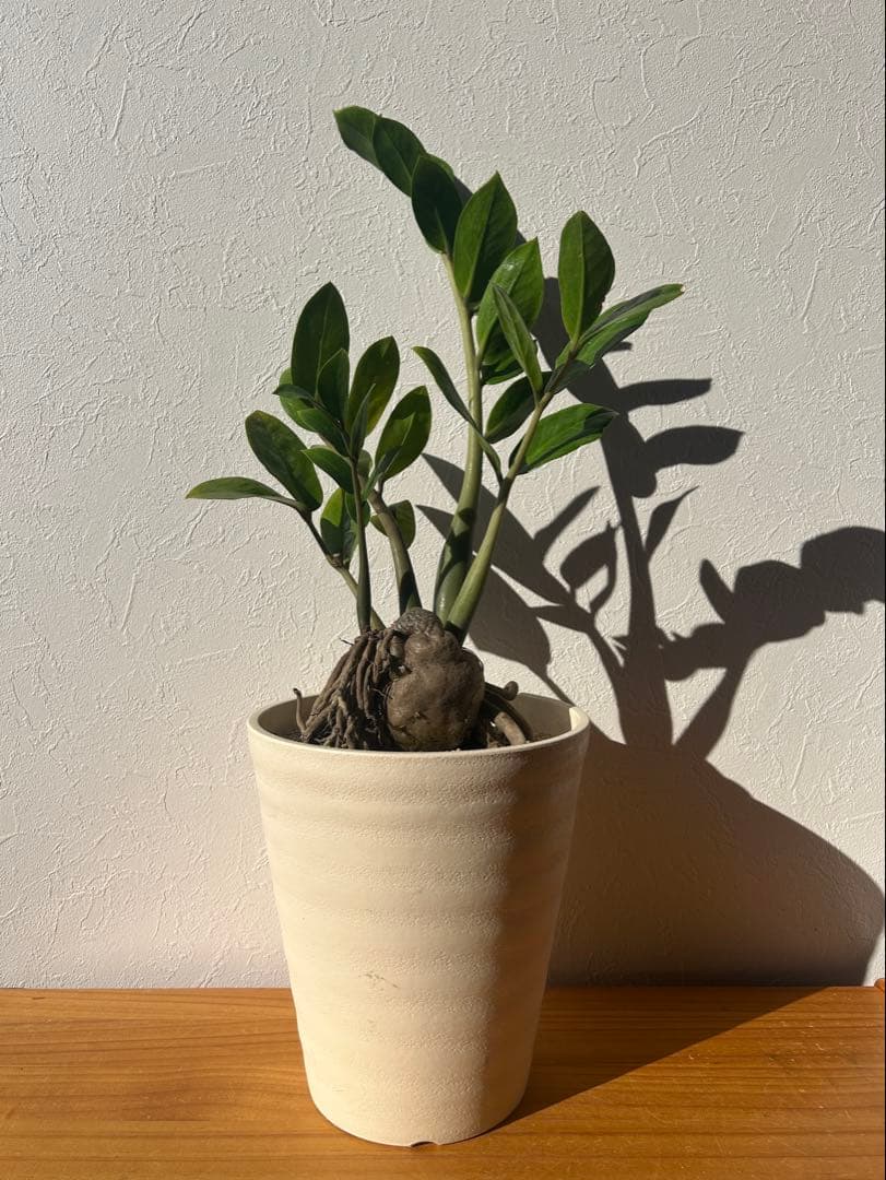 特大　ザミオクルカス sp. 鉢のまま発送　塊根　コーデックス