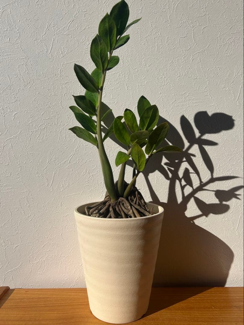 特大　ザミオクルカス sp. 鉢のまま発送　塊根　コーデックス