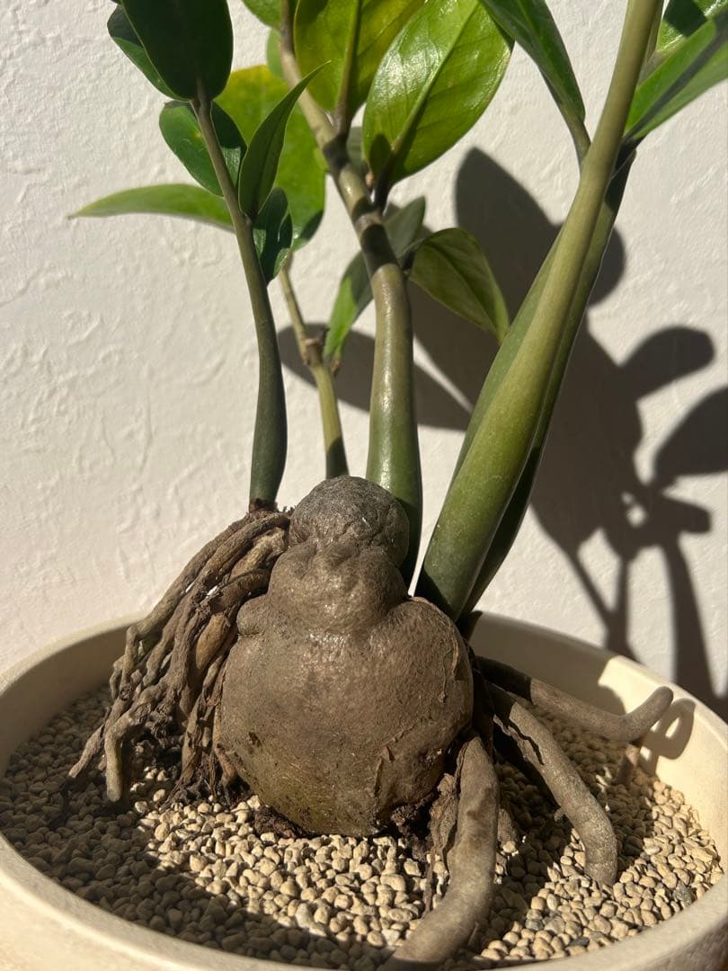 特大　ザミオクルカス sp. 鉢のまま発送　塊根　コーデックス