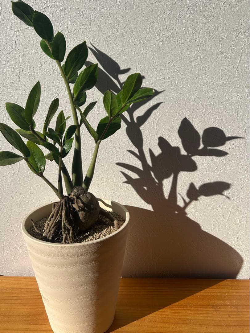 特大　ザミオクルカス sp. 鉢のまま発送　塊根　コーデックス