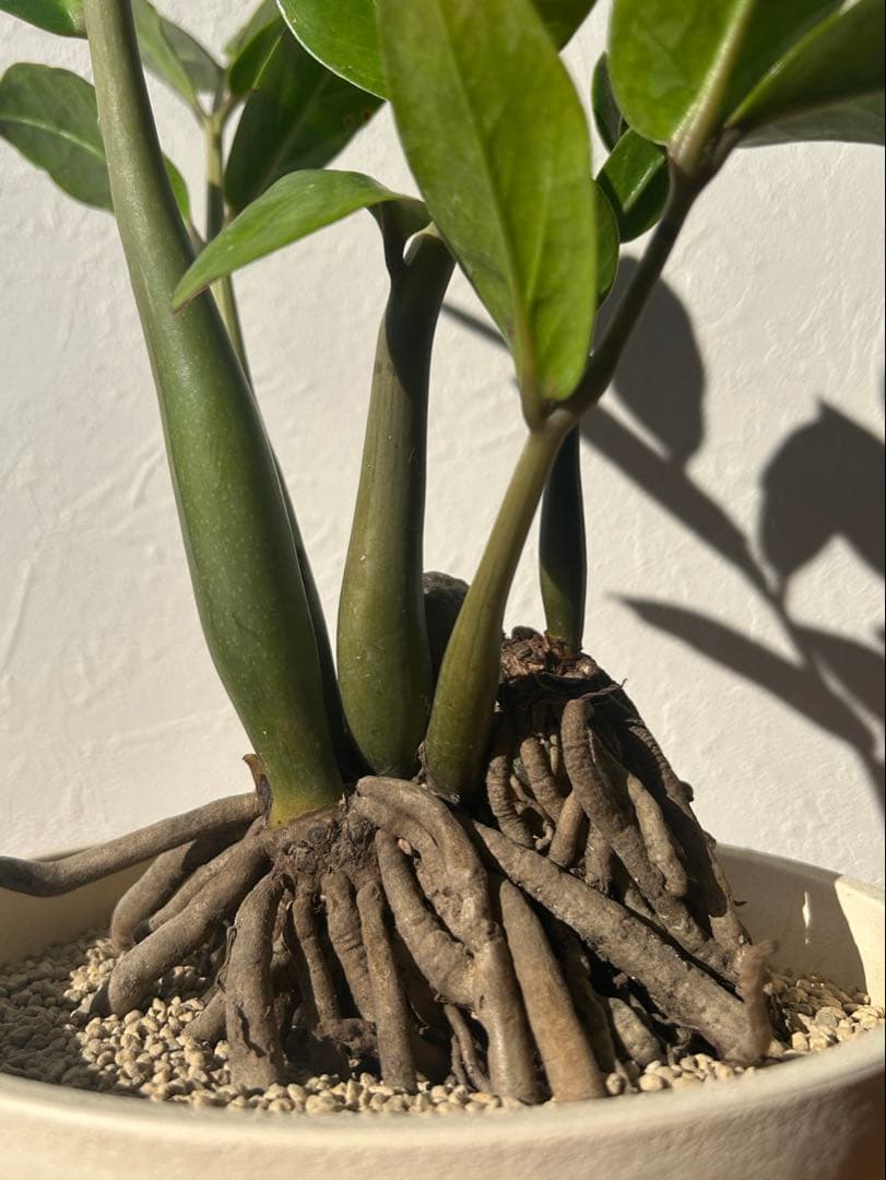 特大　ザミオクルカス sp. 鉢のまま発送　塊根　コーデックス