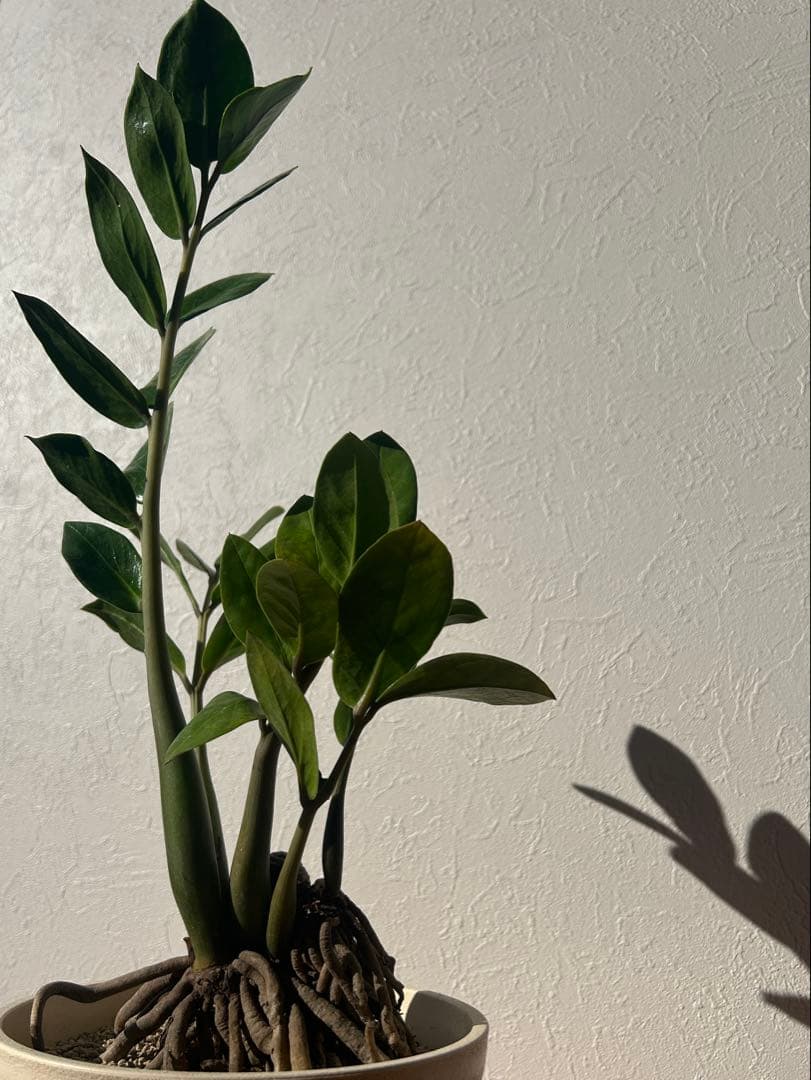 特大　ザミオクルカス sp. 鉢のまま発送　塊根　コーデックス