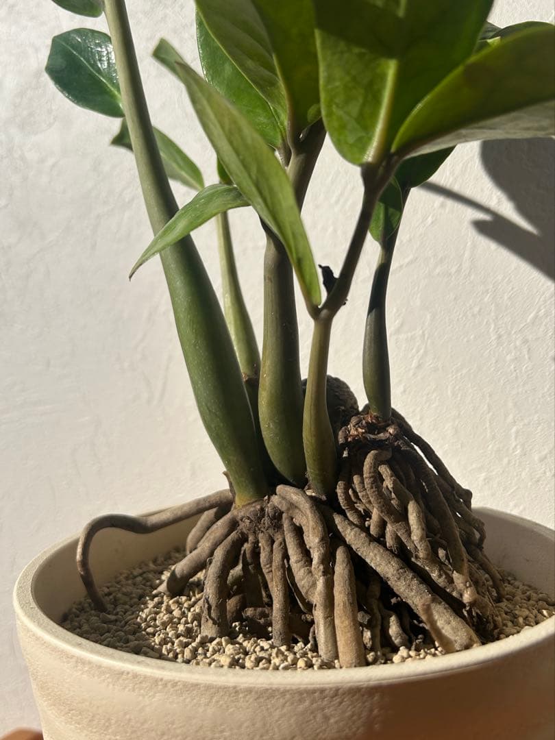 特大　ザミオクルカス sp. 鉢のまま発送　塊根　コーデックス