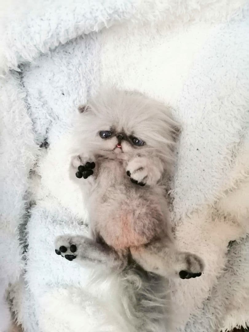 お腹ぽっこり♡ふわふわエキゾチックベビー♡アートドール♡ぬいぐるみ♡子猫ちゃん♡