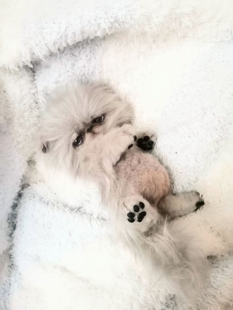 お腹ぽっこり♡ふわふわエキゾチックベビー♡アートドール♡ぬいぐるみ♡子猫ちゃん♡