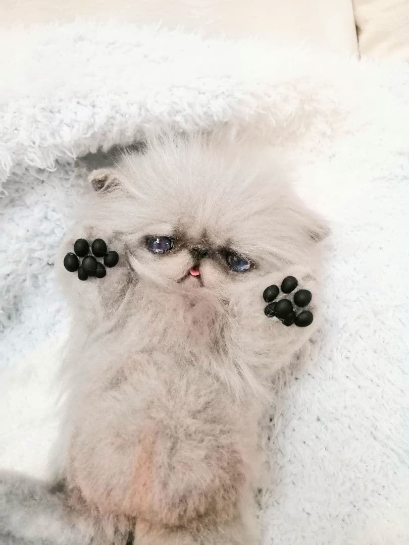 お腹ぽっこり♡ふわふわエキゾチックベビー♡アートドール♡ぬいぐるみ♡子猫ちゃん♡