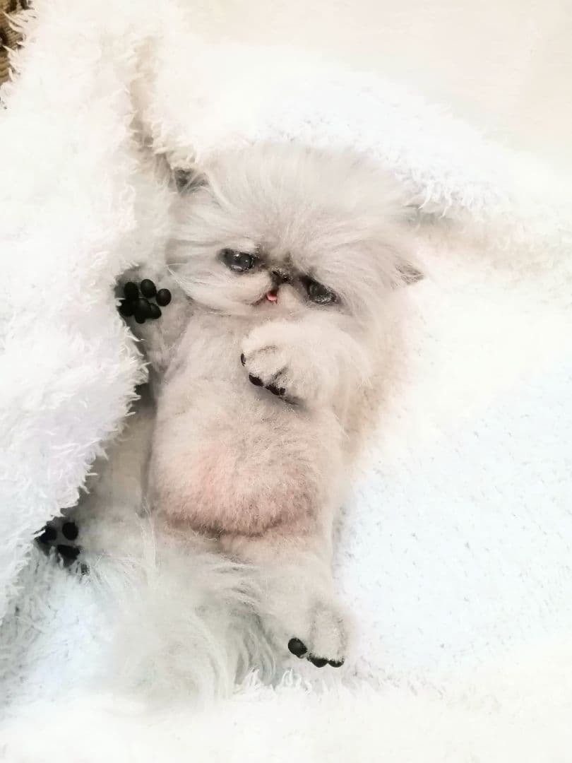 お腹ぽっこり♡ふわふわエキゾチックベビー♡アートドール♡ぬいぐるみ♡子猫ちゃん♡