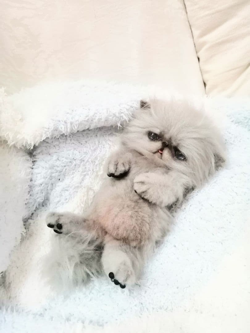 お腹ぽっこり♡ふわふわエキゾチックベビー♡アートドール♡ぬいぐるみ♡子猫ちゃん♡