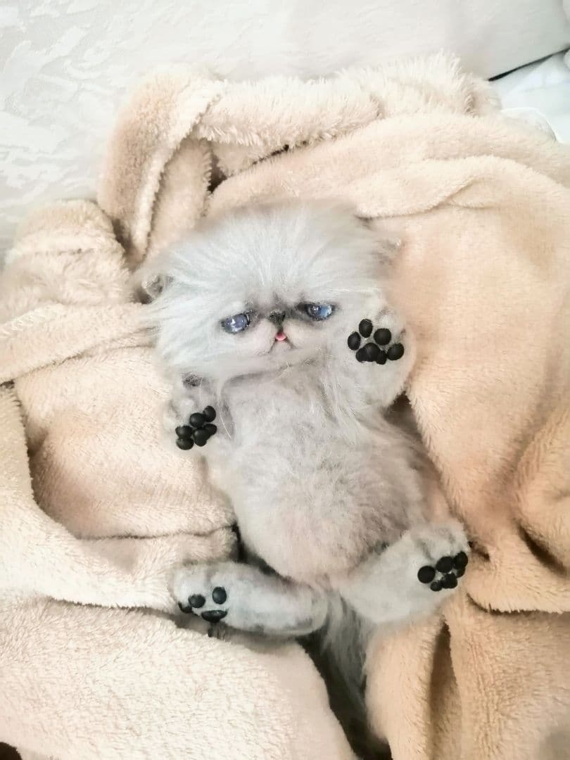 お腹ぽっこり♡ふわふわエキゾチックベビー♡アートドール♡ぬいぐるみ♡子猫ちゃん♡