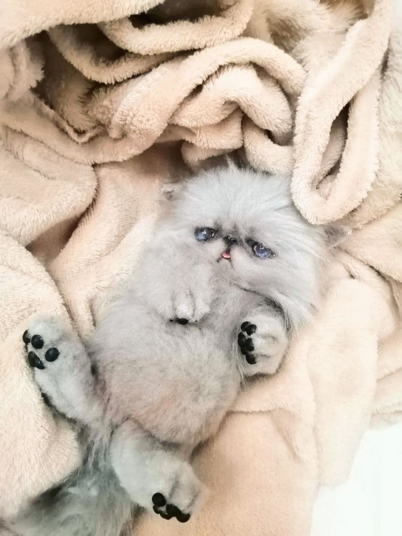 お腹ぽっこり♡ふわふわエキゾチックベビー♡アートドール♡ぬいぐるみ♡子猫ちゃん♡