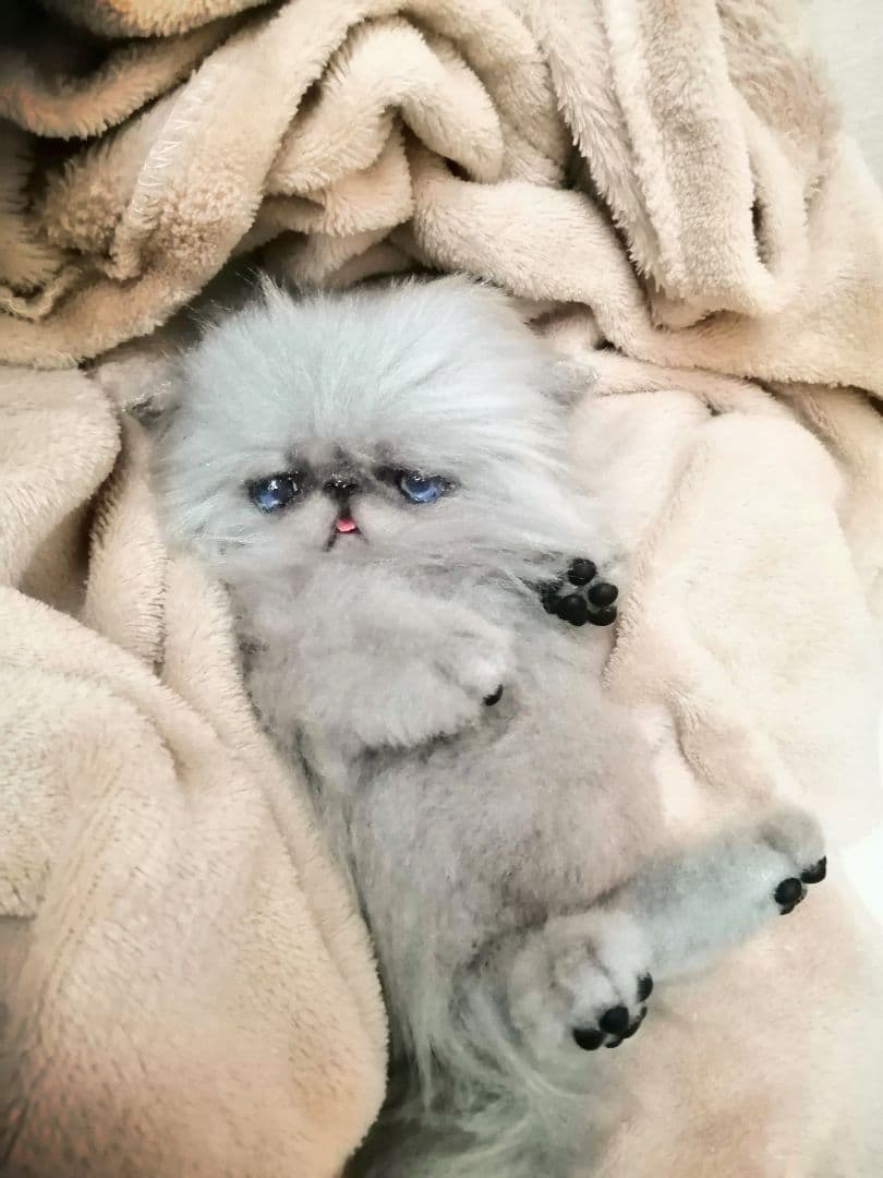 お腹ぽっこり♡ふわふわエキゾチックベビー♡アートドール♡ぬいぐるみ♡子猫ちゃん♡