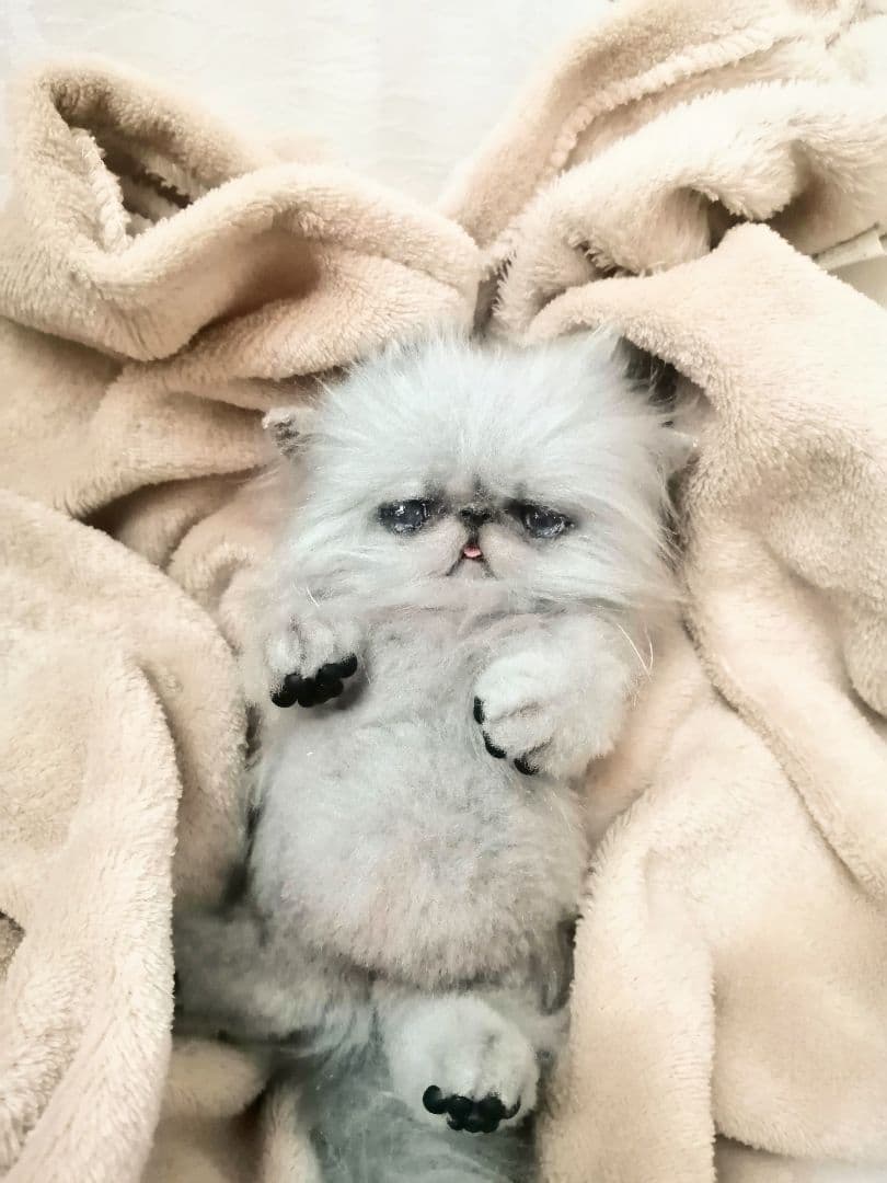 お腹ぽっこり♡ふわふわエキゾチックベビー♡アートドール♡ぬいぐるみ♡子猫ちゃん♡
