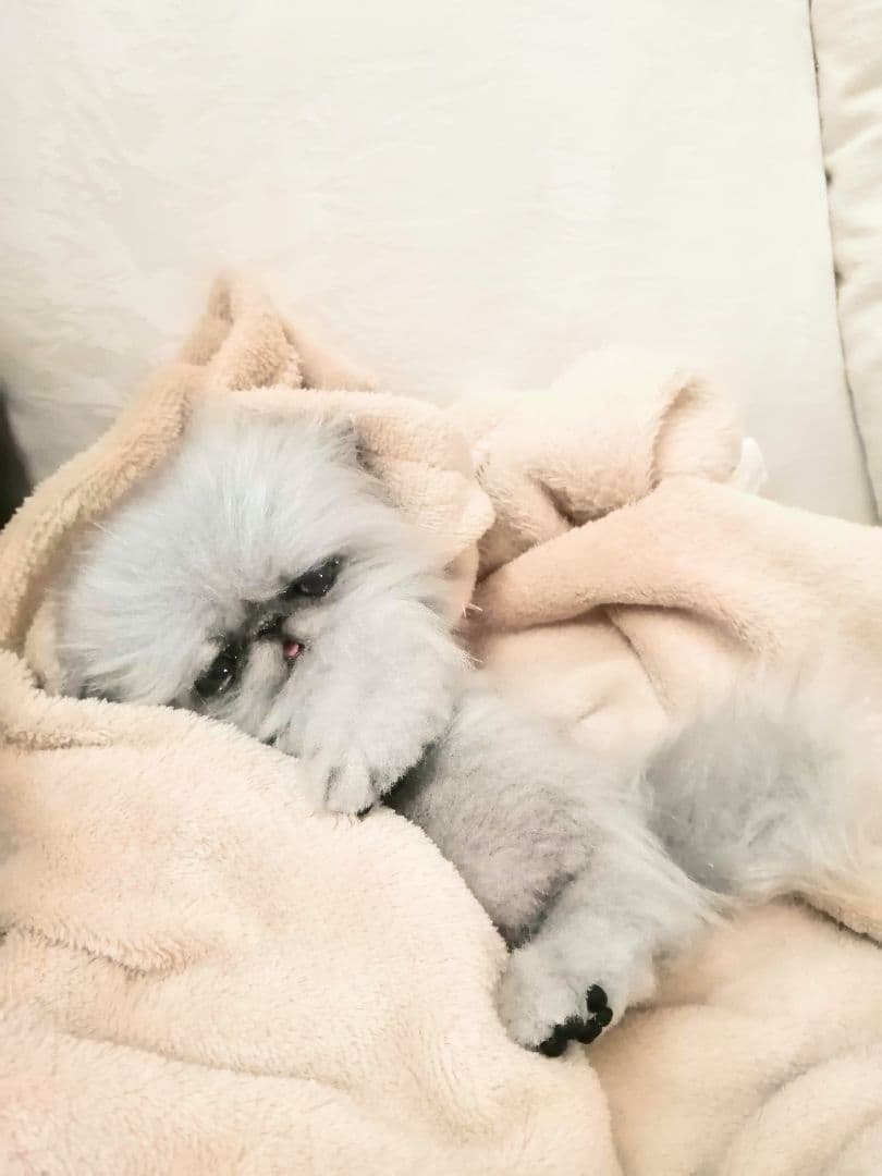 お腹ぽっこり♡ふわふわエキゾチックベビー♡アートドール♡ぬいぐるみ♡子猫ちゃん♡