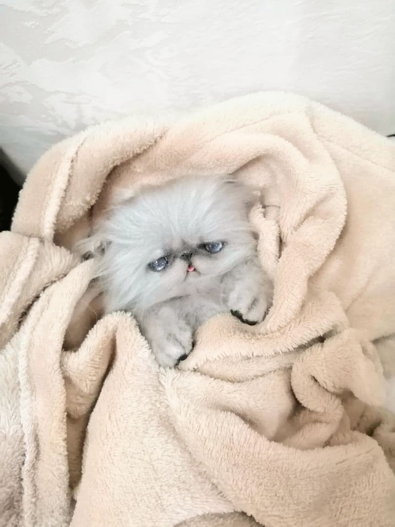 お腹ぽっこり♡ふわふわエキゾチックベビー♡アートドール♡ぬいぐるみ♡子猫ちゃん♡