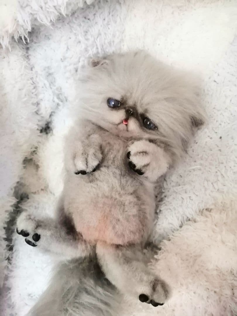 お腹ぽっこり♡ふわふわエキゾチックベビー♡アートドール♡ぬいぐるみ♡子猫ちゃん♡