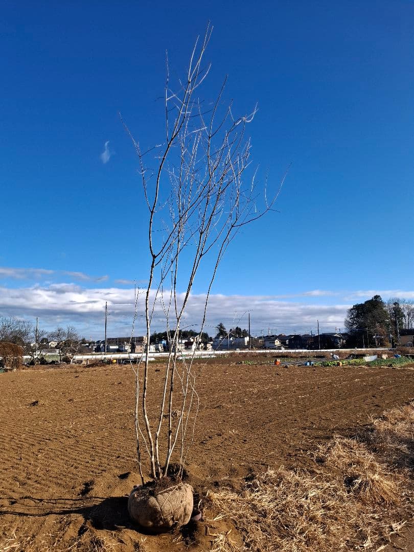 アオダモ 株立ち 山彩り ――美肌 綺麗な幹肌 ――