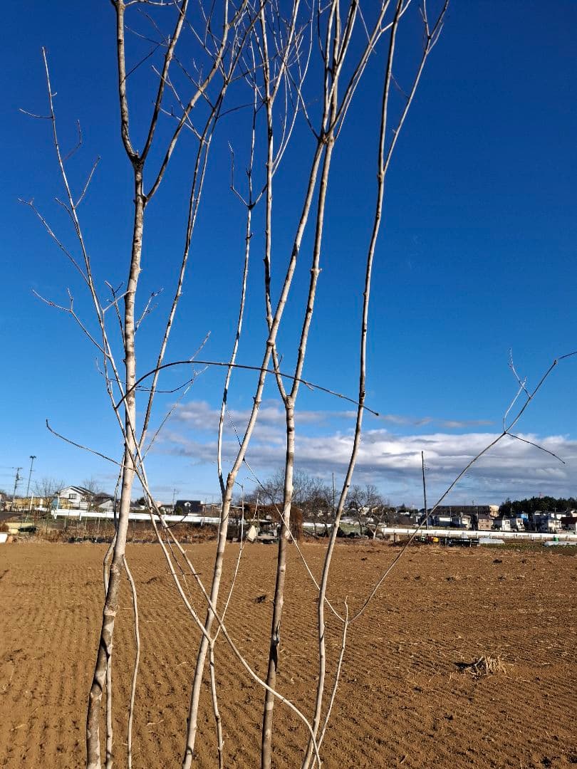 アオダモ 株立ち 山彩り ――美肌 綺麗な幹肌 ――