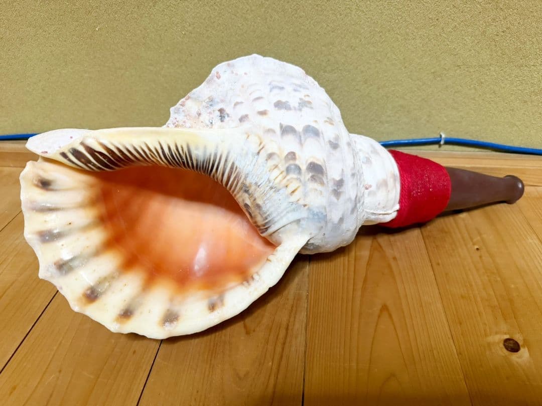 お正月特別価格‼️最大級肉厚修験道法螺貝47㎝　肉厚　山伏ホラガイ　ほら貝