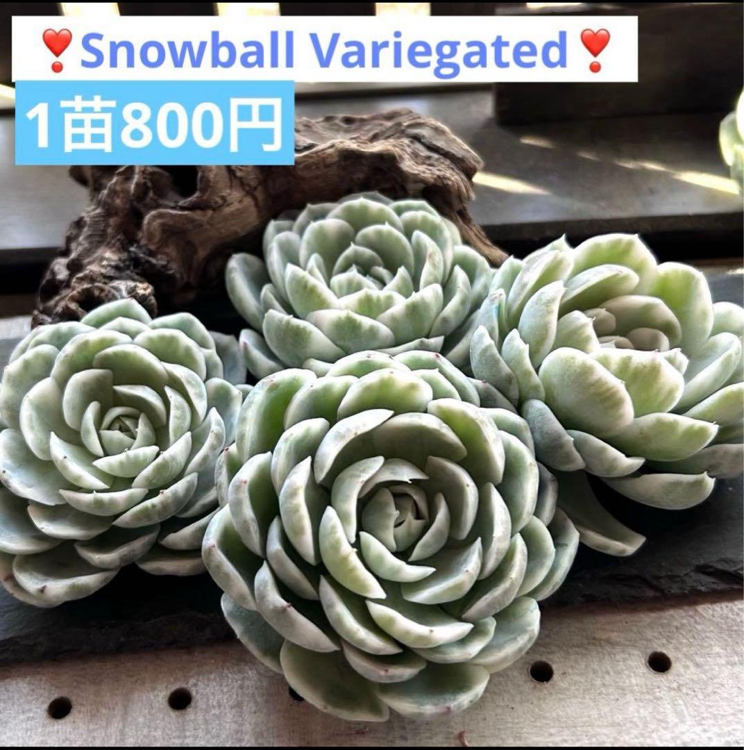 ❣️ ヨシヒロ❣️エケベリア 寄せ植え 多肉植物